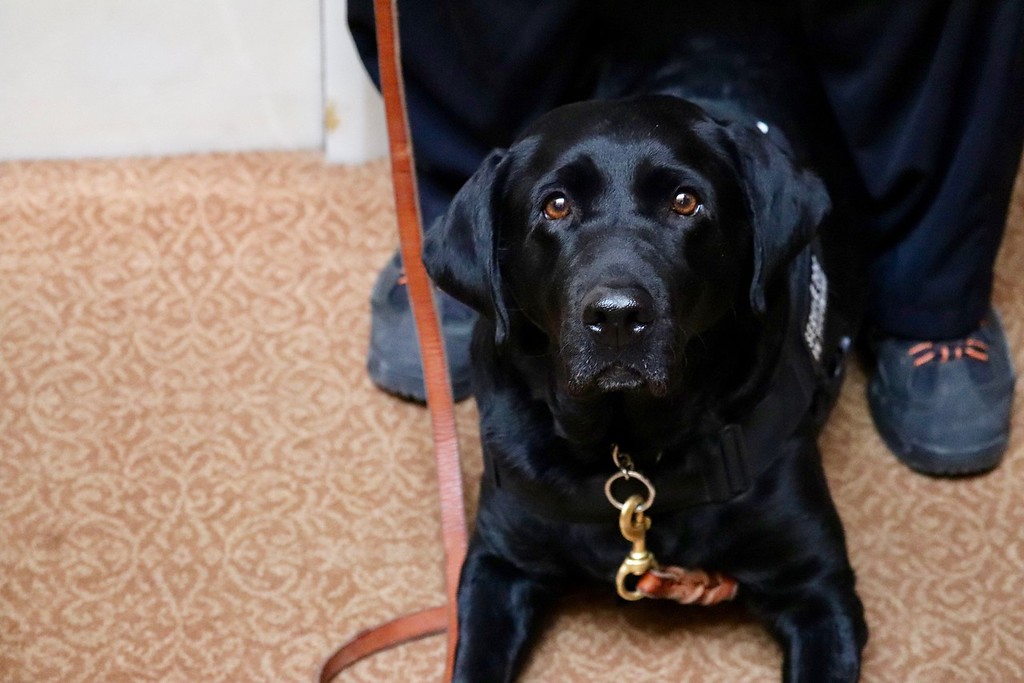 A service dog sat with one of the families on the Senate floor.