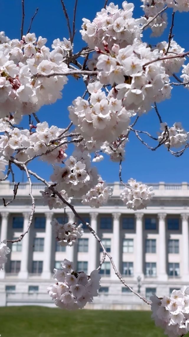 Nothing beats Salt Lake City when the cherry blossoms are in bloom 🌸